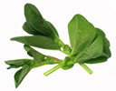 faba bean leaf