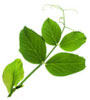 field pea leaf